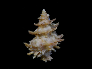 貝の標本 Babylonia gemmatus 36.5mm.. 台湾