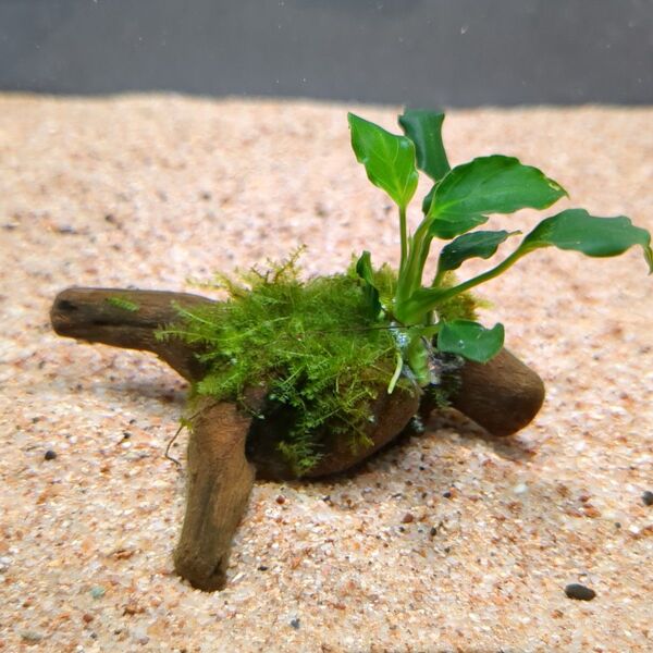 ジャワモス活着アヌビアスキリンミニ付き流木 7cm