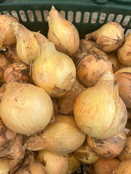 新鮮な玉ねぎ 愛知県産 無農薬玉ねぎ10kg