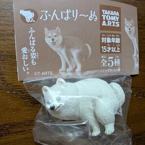 ふんばり~ぬ ポメラニアン ガチャ