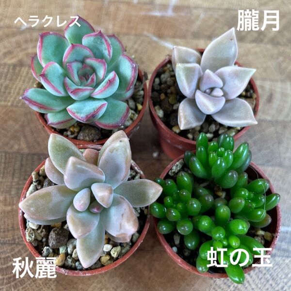 多肉植物 エケベリア ヘラクレス 朧月 秋麗 虹の玉 の4種類ひとつずつ 数量限定です!