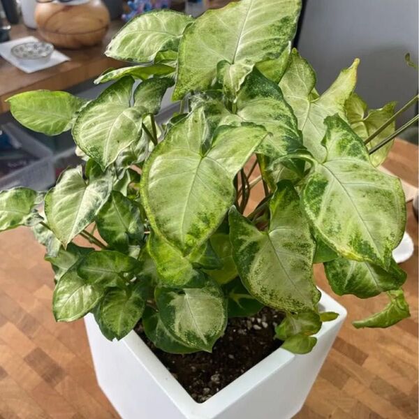 シンゴニウム 観葉植物 抜き苗 葉っぱ8枚分 根付き
