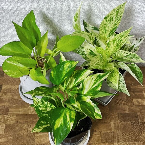 観葉植物 ポトス ライム ゴールデン マーブルクイーン カット苗 2カットずつ 葉っぱ1枚を1カットとし全部で6カットになります!