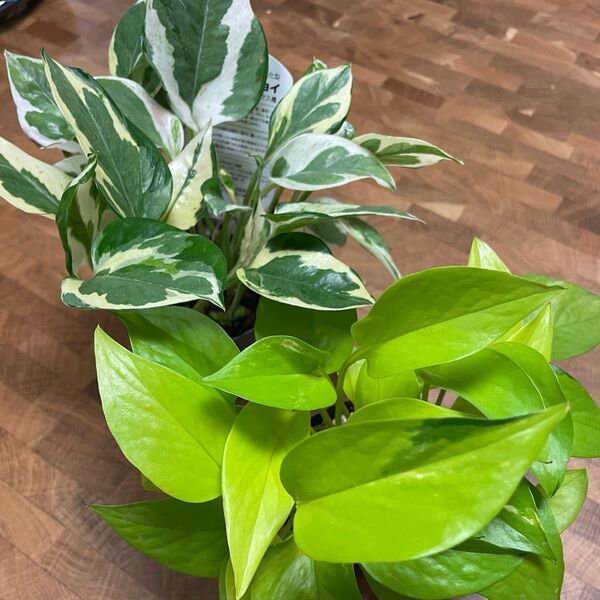 観葉植物 ポトス ライムグリーン エンジョイ ゴールデンのカット苗 2カットずつ 全部で6カットになります!