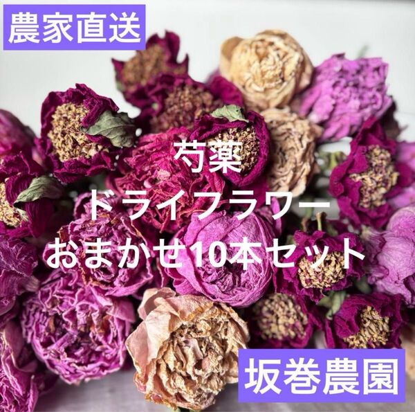 【農家直送】芍薬(シャクヤク) ドライフラワー おまかせ10本セット お花