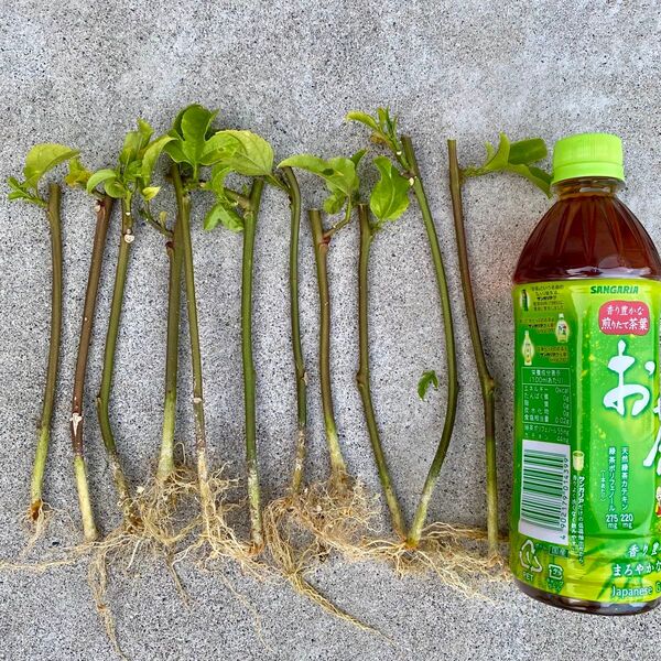 発根発芽済のパッションフルーツ 挿し穂 3本