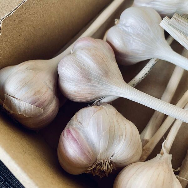 週末限定セール★奄美大島産「無農薬・島ニンニク」 500g