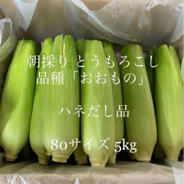 朝採り!とうもろこし 品種「おおもの」ハネ出し品 ハウス