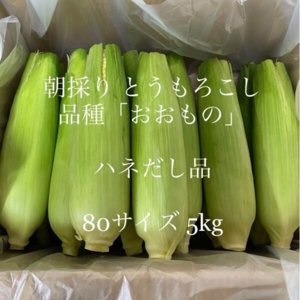 ハウス18日まで!朝採り!とうもろこし ハネ出し品 常温便 茨城県よりお届け☆