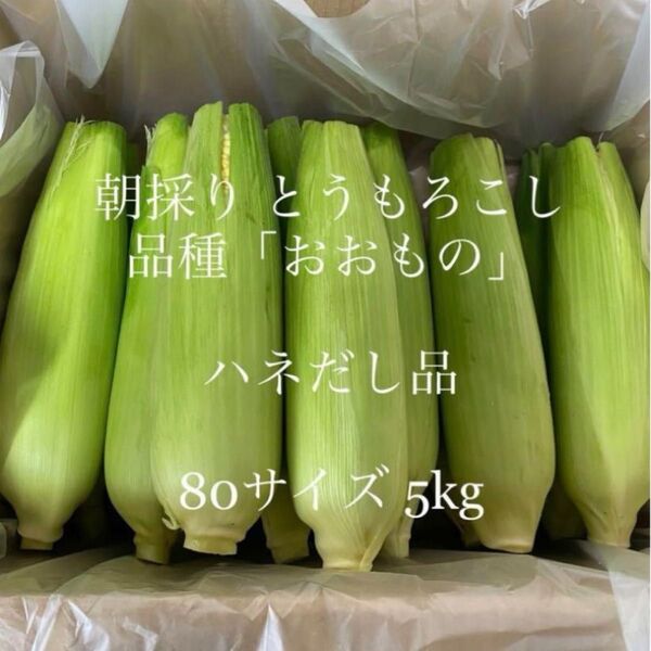 朝採り!とうもろこし ハネ出し品 常温便 産地直送!茨城県よりお届け☆