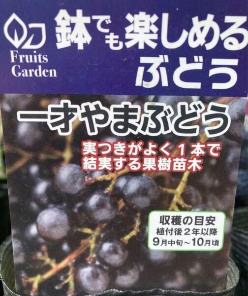 一才山葡萄の苗木 ヤマブドウ 果樹苗 ぶそう