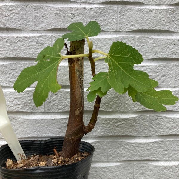 いちじくの苗木 バナーネ イチジク 無花果 果樹苗