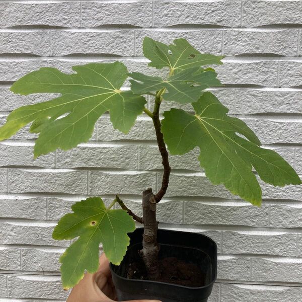 いちじくの苗木 バナーネ イチジク 無花果 果樹苗