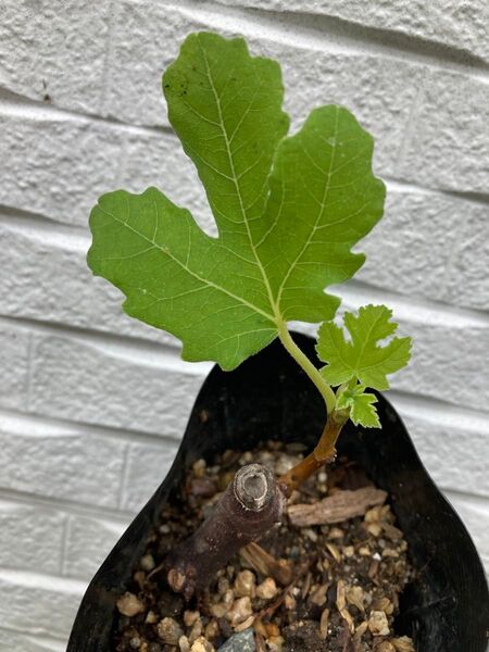 いちじくの苗木 イチジク苗木 無花果 果樹苗