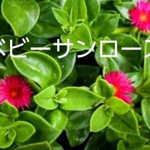 ベビーサンローズ カット苗