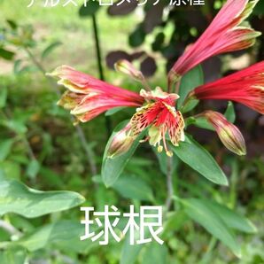 アルストロメリア原種の赤