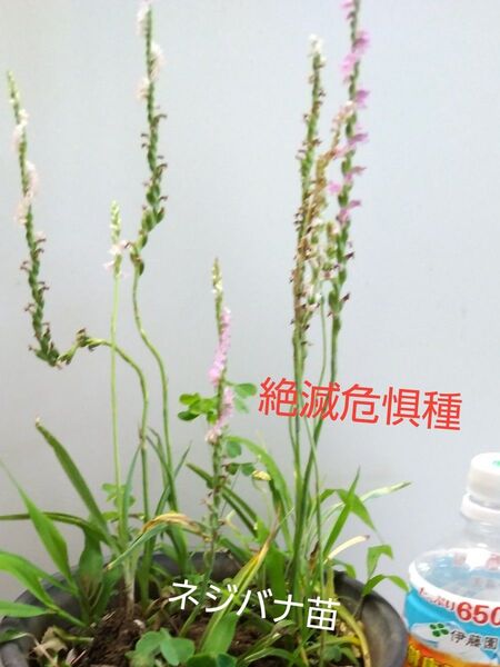 ネジバナ苗 絶滅危惧種