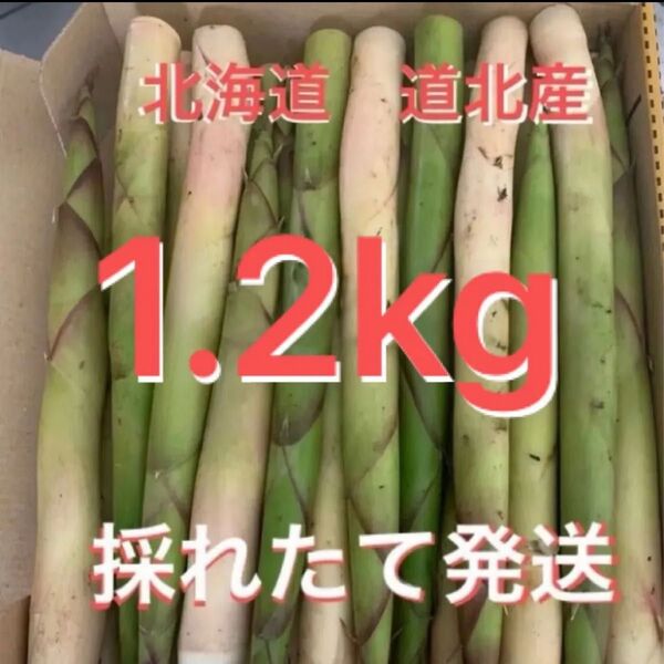 根曲がり竹(姫竹)1.2kg 北海道道北産