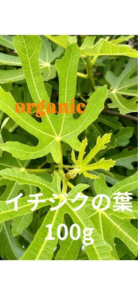 【 完全 農薬不使用 ☆彡】新鮮な いちじく の葉 100g