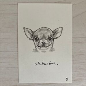 鉛筆画 チワワ ポストカード 原画 犬の絵 アート