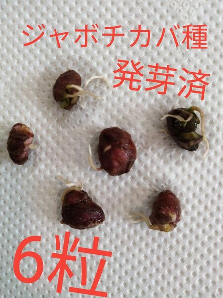 ジャボチカバ種 6粒 発芽済 ジャボチカバ種 ジャボチカバ種