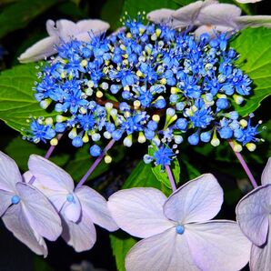 ガク紫陽花 挿し穂 太い目5本 ブルー系の花