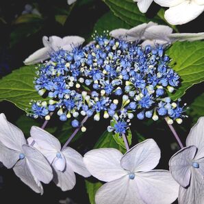 ガクアジサイ 挿し穂 5本 ブルー系紫陽花