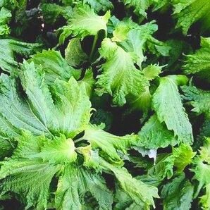 大葉 青紫蘇 50枚 無農薬栽培