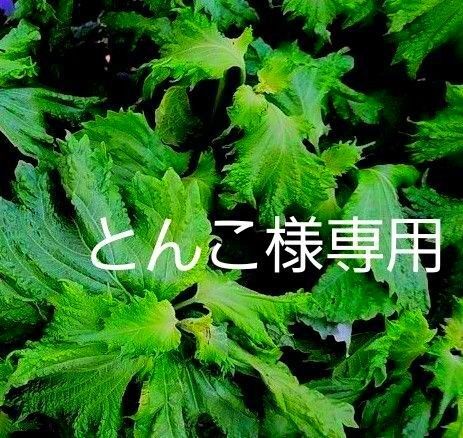 青紫蘇 大葉 無農薬栽培 100枚 形不揃い