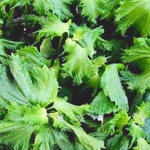 大葉 青紫蘇 大判40枚 無農薬栽培