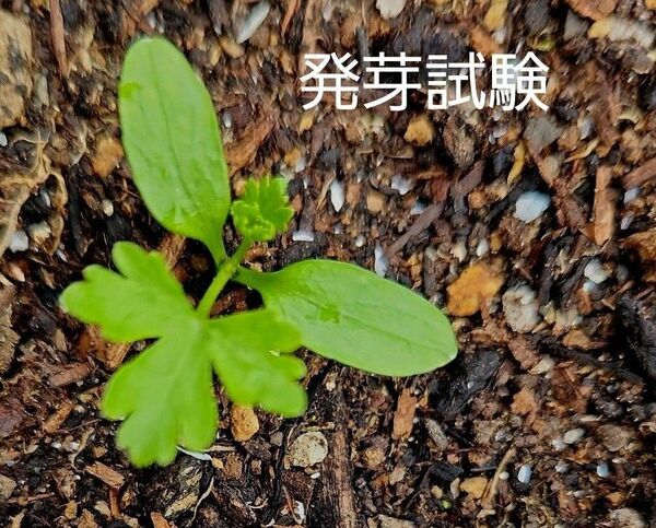 野菜 種 イタリアンパセリ 100粒 無農薬栽培 2024年秋採取 天然干し 種