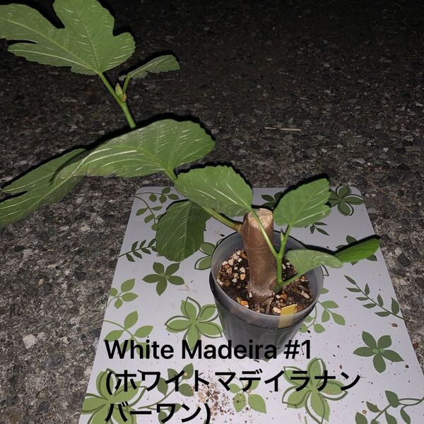 イチジクWhite Madeira #1(ホワイトマデイラナンバーワン)小苗 発根済み 苗木