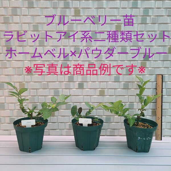 ブルーベリー苗ラビットアイ系二種類セット【二年生苗】