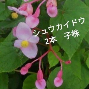 秋海棠 ベゴニア属 多年草 根付き子株2本 山野草 茶花 おまけ付き