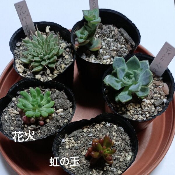 多肉植物【空】抜き苗 カット苗 詰め合わせ 寄せ植えに 10ポットセット