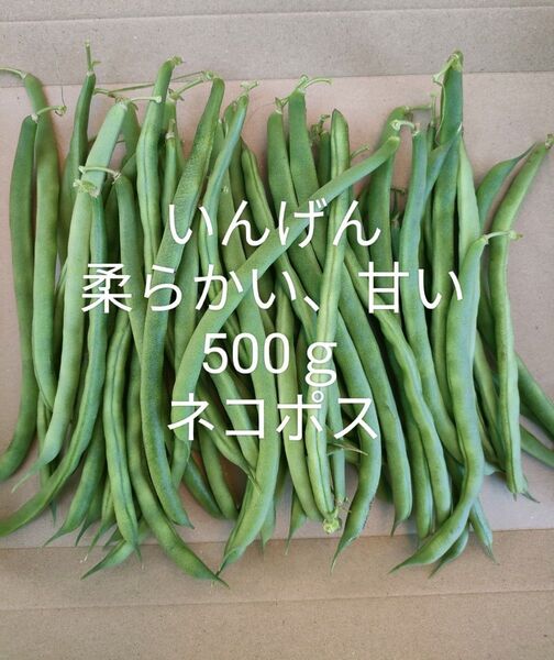 いんげん(筋なし)無農薬500g