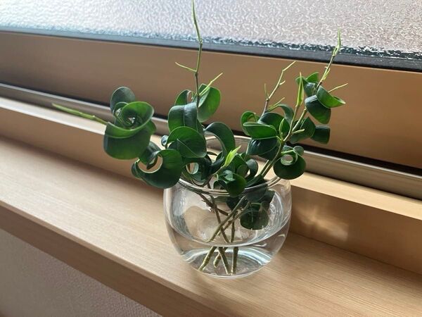 ベンジャミンバロック 5本セット 発根管理中 観葉植物