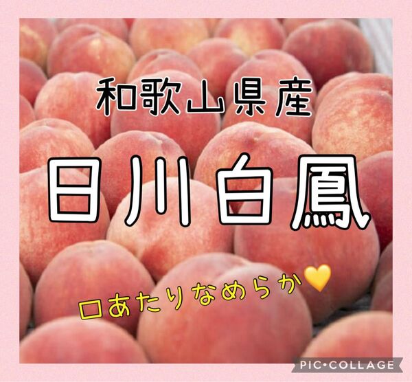 和歌山県産 桃 日川白鳳 5〜7玉 (24日以降発送予定
