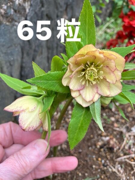 クリスマスローズ種子混合 65粒+ α