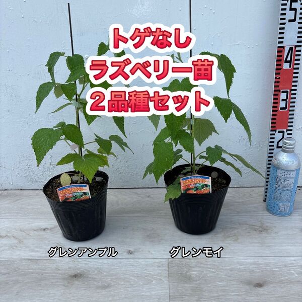 トゲなし ラズベリー苗 グレンアンプル &グレンモイ 5号鉢 1年生
