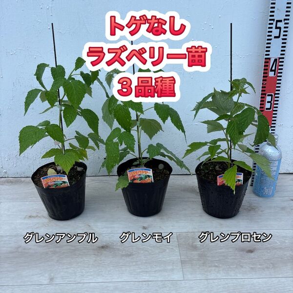 トゲなし ラズベリー苗 3品種 グレンアンプル グレンモイ グレンプロセン