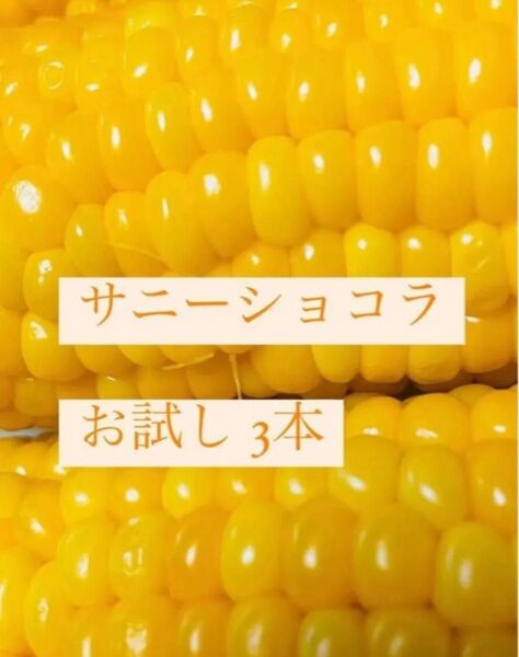 夕方以降発送限定!鹿児島県産!とうもろこし サニーショコラ お試しサイズ3本 スイートコーン