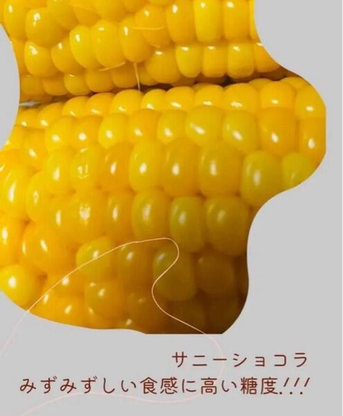 鹿児島県産とうもろこし スイートコーン!訳あり15本!サニーショコラ