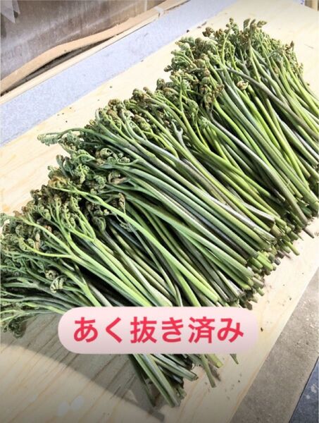 あく抜き済み天然わらび500g 岩手県産 季節限定