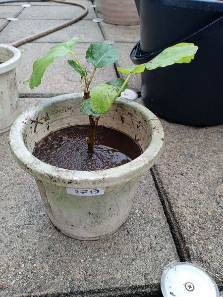 無花果(イチジク)偽ブラックマデイラ(緑皮) 苗木