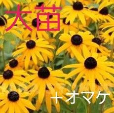 ルドベキアゴールドストラム大苗 + オマケ