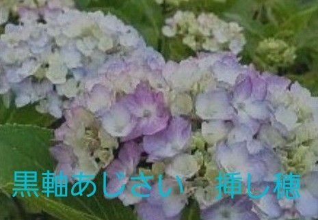 黒軸あじさい 挿し穂