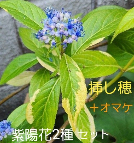斑入り常山紫陽花 小ぶり & ブルー紫陽花 挿し穂 + オマケ