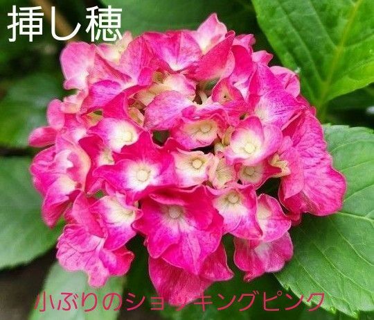 ピンク紫陽花 挿し穂