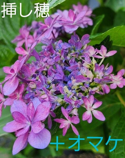 紫陽花 丈夫な挿し穂3本 + オマケ